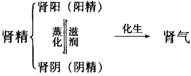 肉苁蓉补肾益精