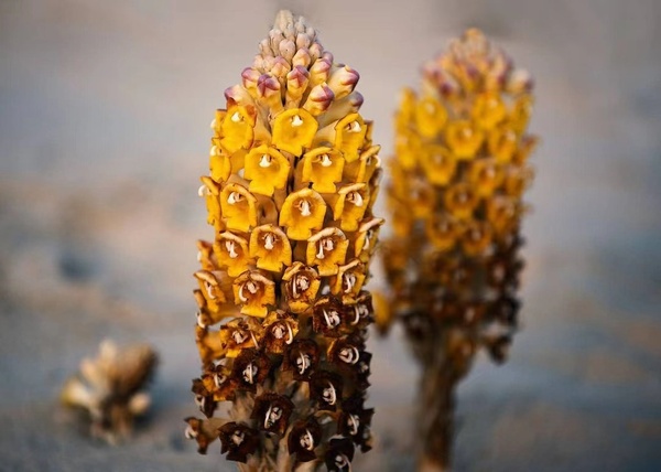 cistanche flower (8).jpg